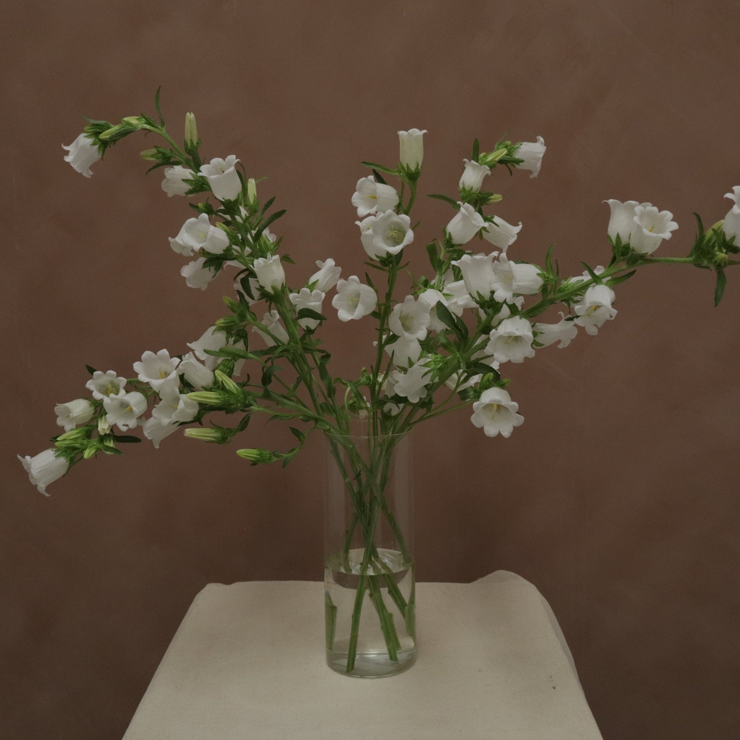 Campanula