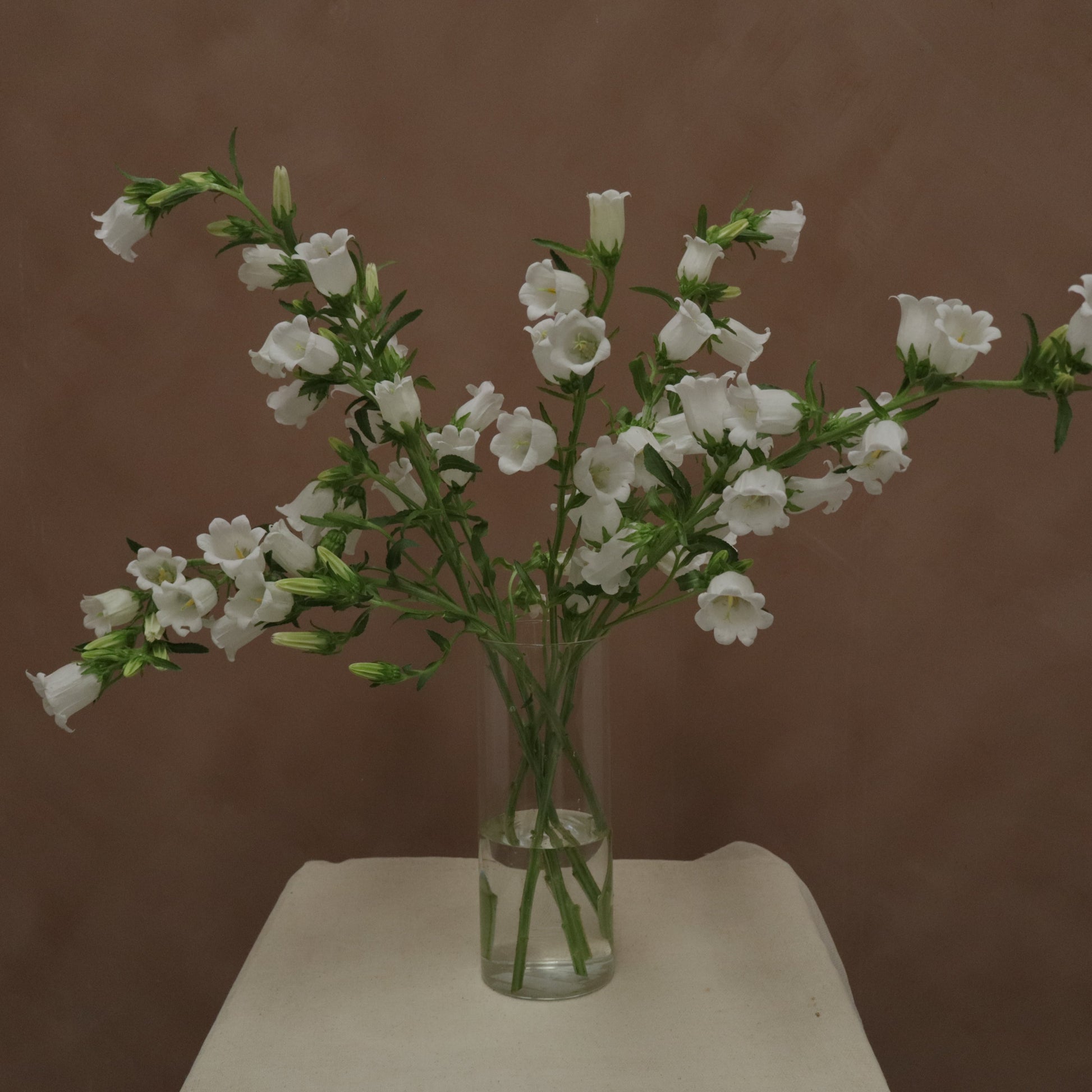 Campanula