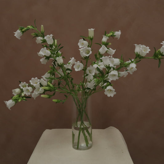 Campanula