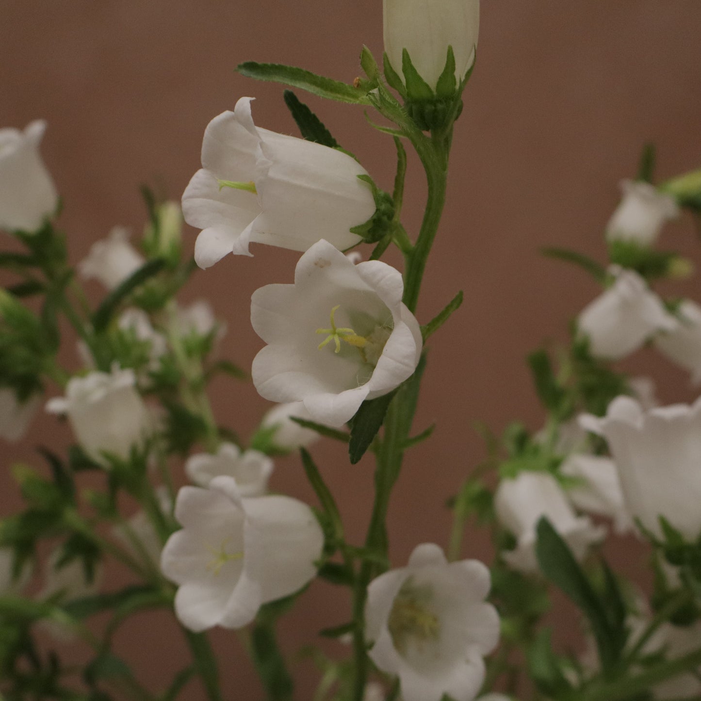 Campanula