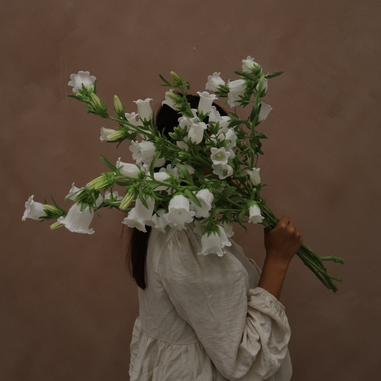 Campanula