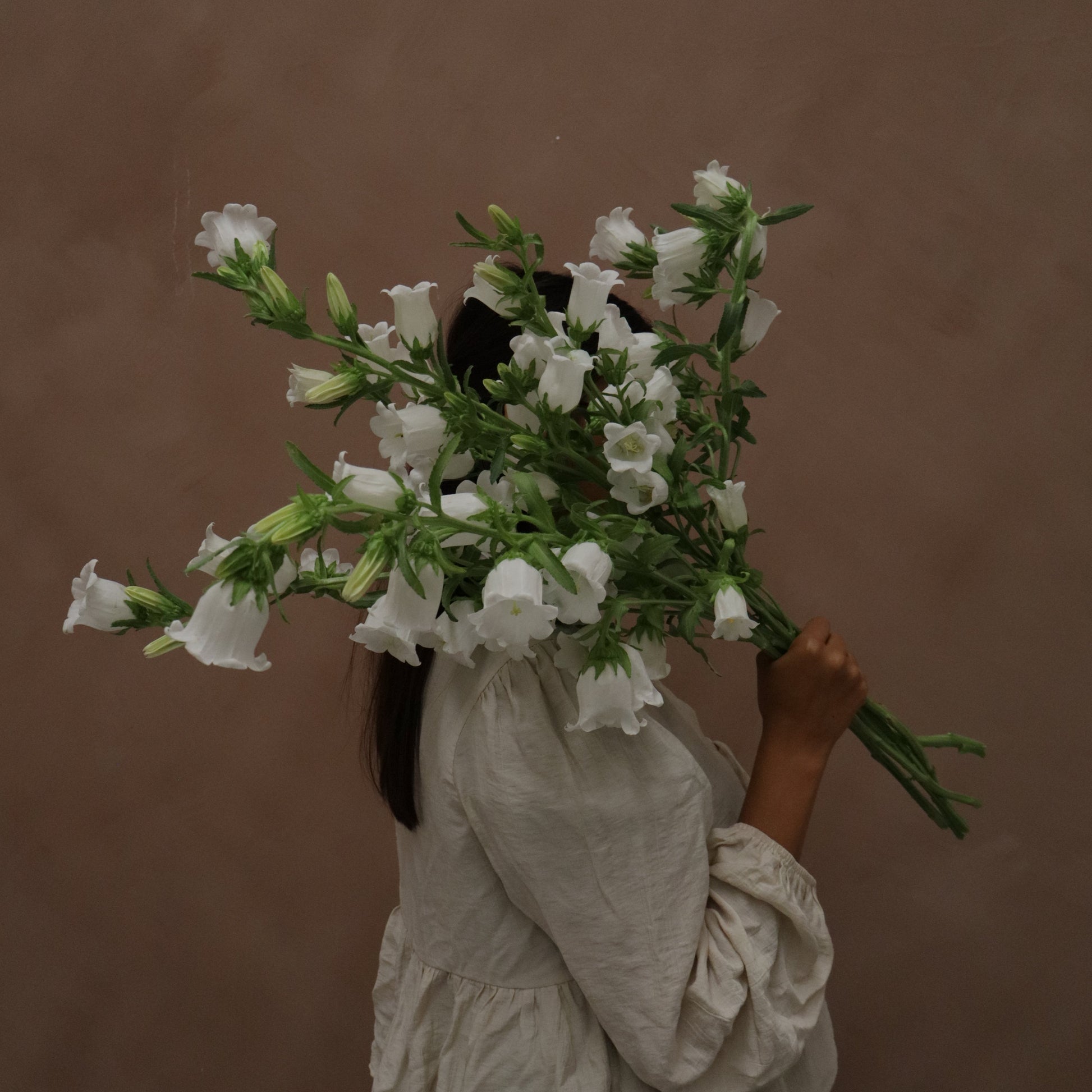 Campanula