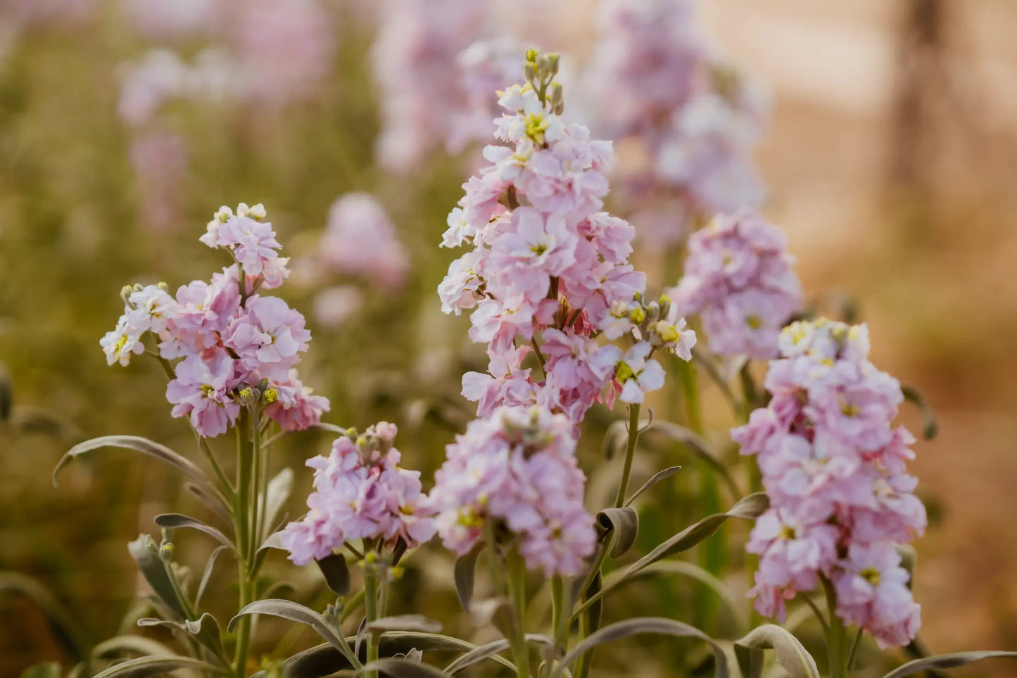 Matthiola Cherry Blossom