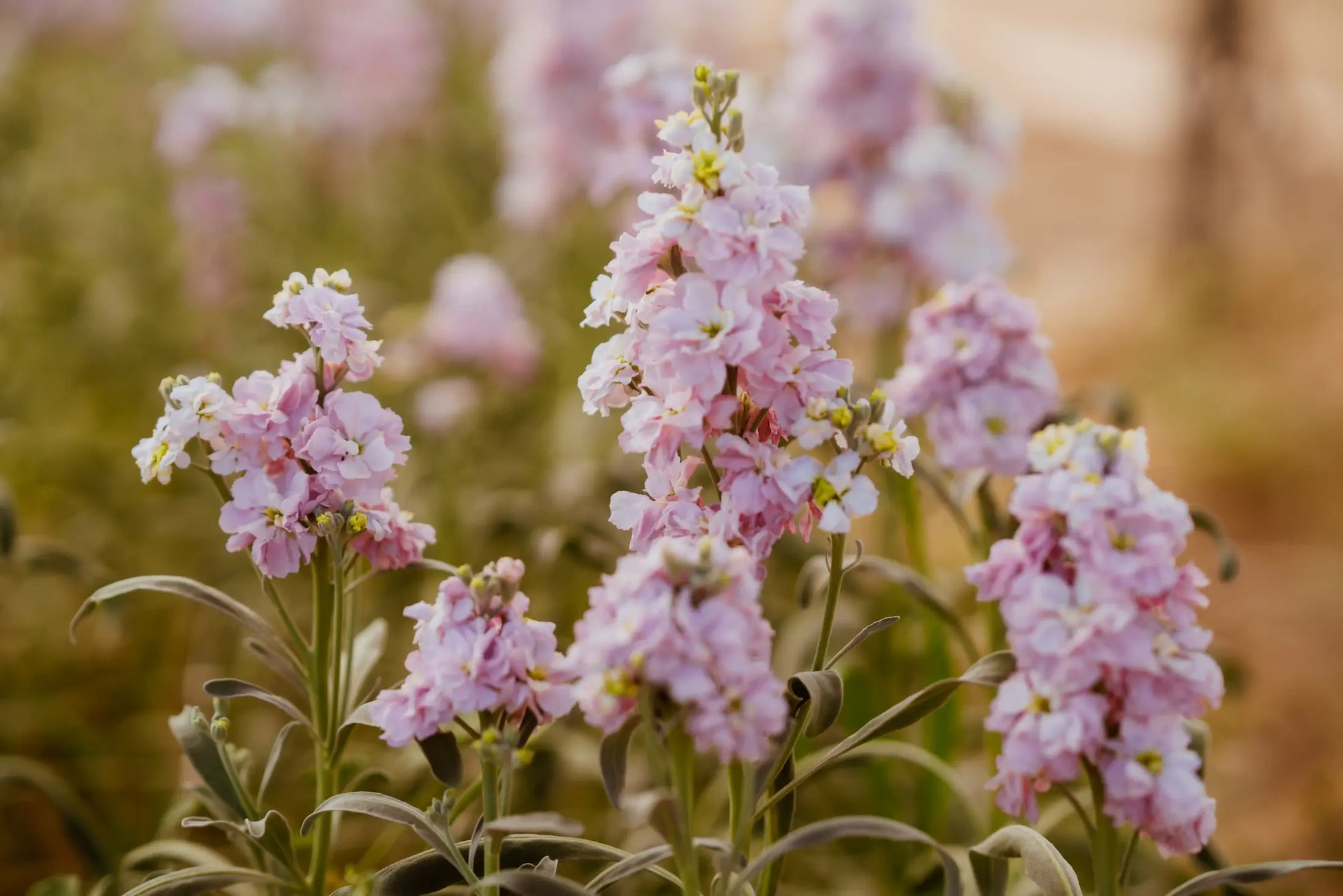 Matthiola Cherry Blossom