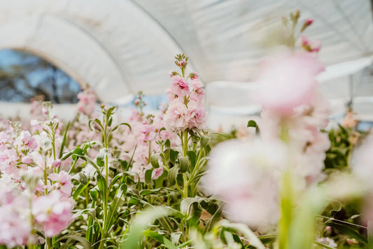 Matthiola Cherry Blossom