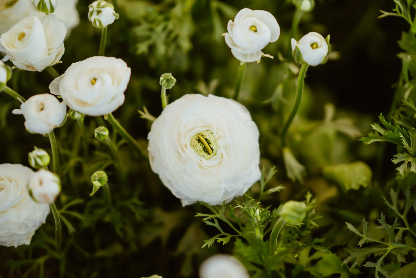 Ranunculo Bianco 130