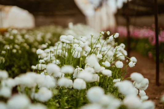 Ranunculo Bianco 130