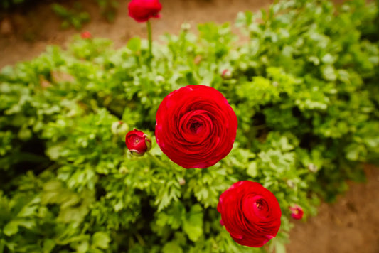 Ranunculo Rosso