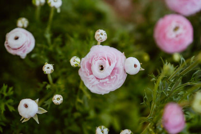 Ranunculo Rosa Chiaro
