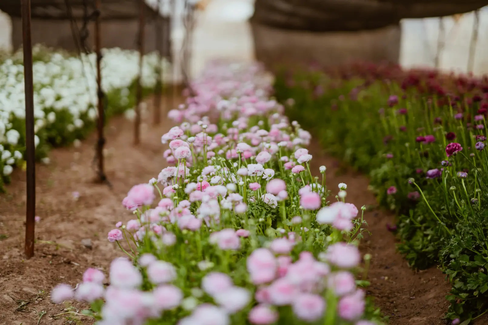 Ranunculo Rosa Chiaro