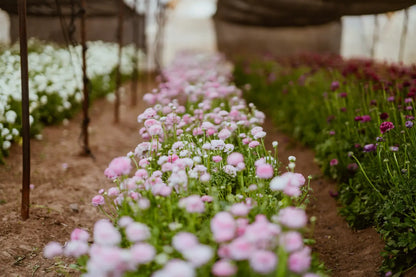 Ranunculo Rosa Chiaro