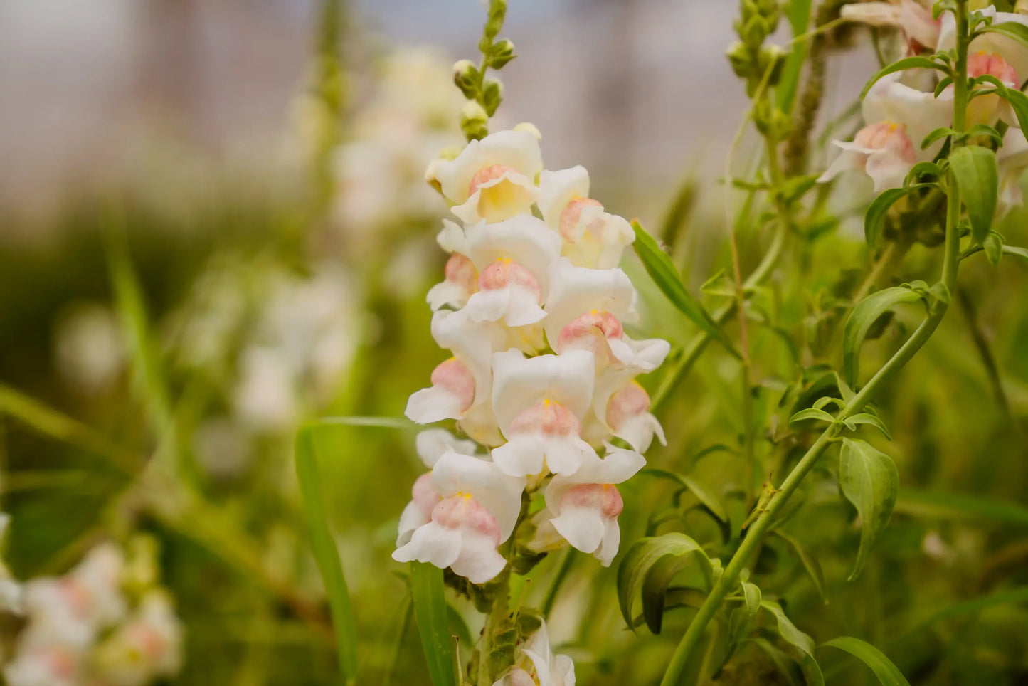 Snapdragon Appleblossom
