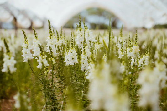 Snapdragon Early White