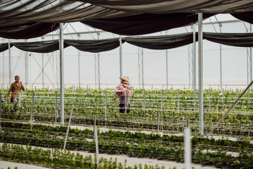 Flores frescas de alta calidad | Bluhen