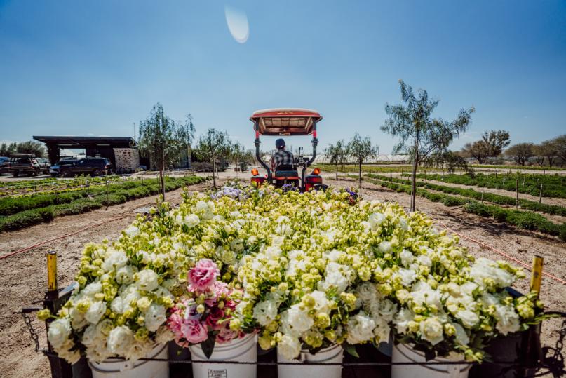 Flores frescas de alta calidad | Bluhen